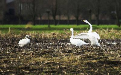 leine en Wilde Zwaan / Bewick's Swand and Whooper Swan Wuustwezel 29-12-2012