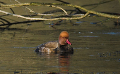 Krooneend/Red Crested Pochard Ekeren