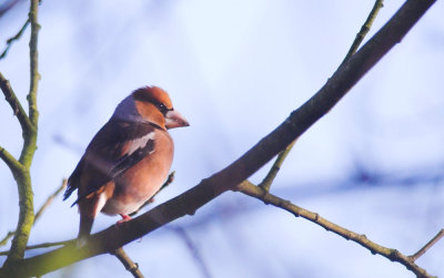 Appelvink/Hawfinch Kalmthout 13 januari 2013