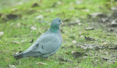 Holenduif/Stock Pigeon Kalmthout 13 januari 2013