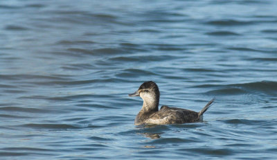 Rosse Stekelstaart/Ruddy duck Oorderen 12 januari 2013
