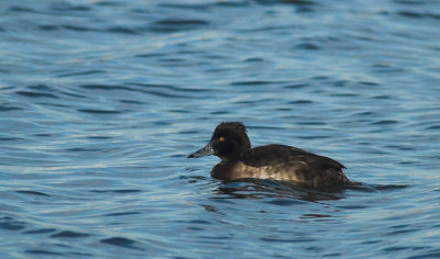 Kuifeend/Tufted Duck Oorderen