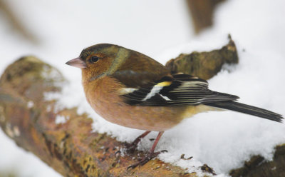 Vink/Chaffinch Kalmthout 
