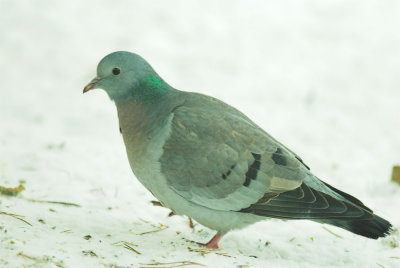 Holenduif/Stock Pigeon Kalmthout