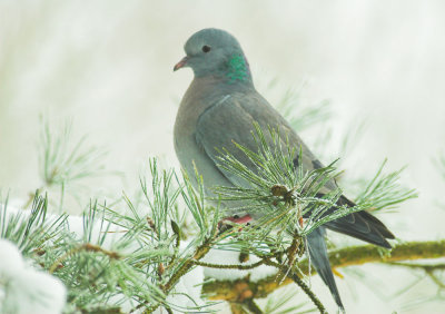 Holenduif/Stock Pigeon Kalmthout