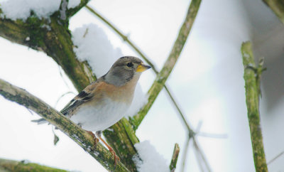 Keep/Brambling Kalmthout