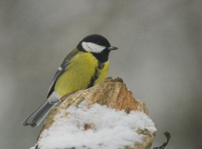 Koolmees/ Coal Tit Kalmthout