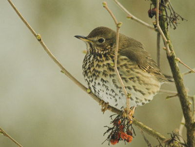 Zanglijster/Song Thrush Kalmthout