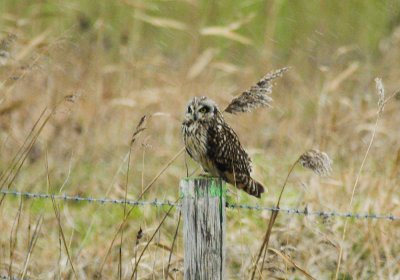Velduil/ Short Eared Owl Uitkerkse Polders