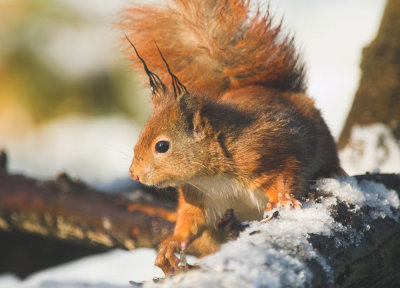 Eekhoorn/Red Squirrel