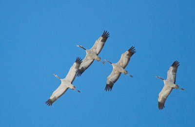 Kraanvogel/Crane