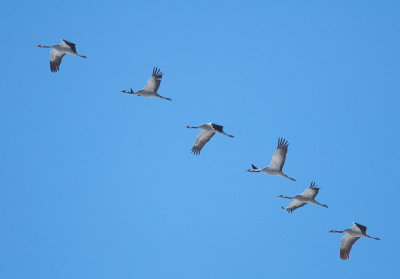 Kraanvogel/Crane