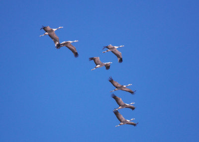 Kraanvogel/Crane