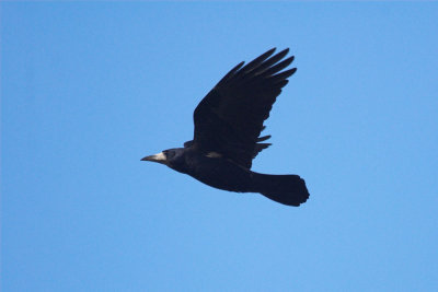 Roek/Rook