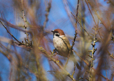 Ringmus/Tree Sparrow