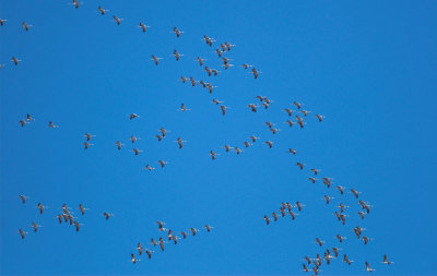 Kraanvogel17 verkleind.jpg