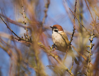 Ringmus/Tree Sparrow