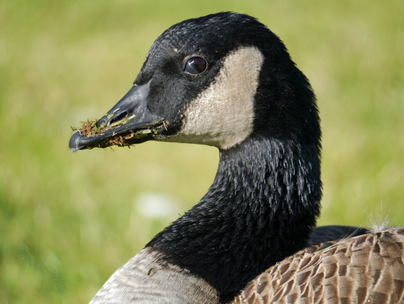 Canada Goose Nictitating Membrane Over Eye