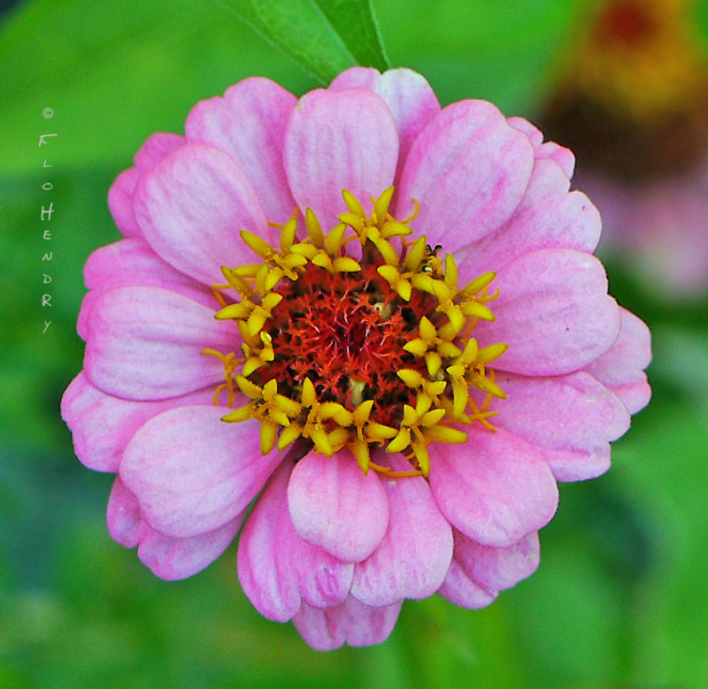 Pinky-lavender flower Barbs garden