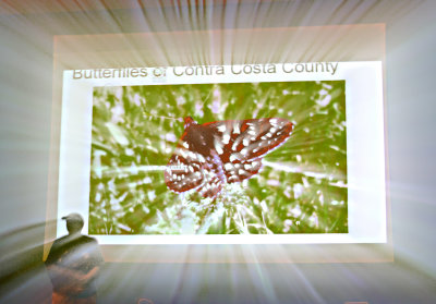 Butterfly Seminar_zoomed in Mike Screen.jpg