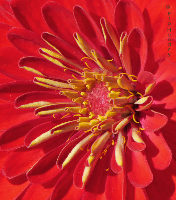 Red Flower