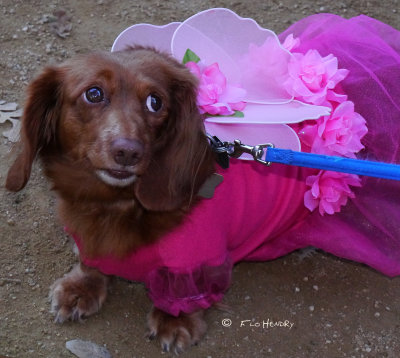 Madame Butterfly Doxie