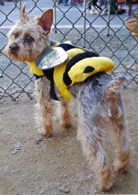 Bee Schnauzer