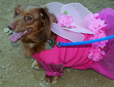 Halloween costume Doxie Butterfly.jpg