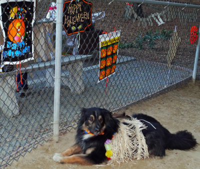 Halloween costume dogs_hula shep.jpg