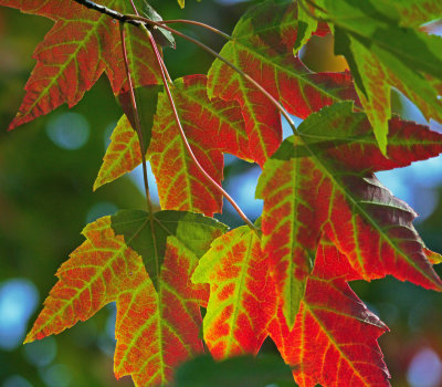 Fall Leaves Rossmoor_.jpg