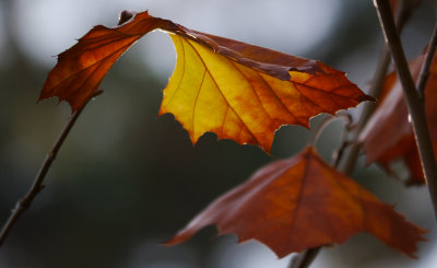 Fall Leaves Rossmoor_0229_edited-1.jpg