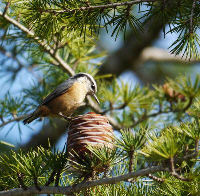 Red-breasted Nuthatch pine cone.jpg