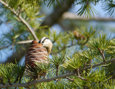 Red-breasted Nuthatch into pinecone.jpg