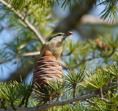 Red-breasted Nuthatch with food.jpg