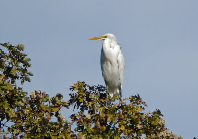 Great Egret