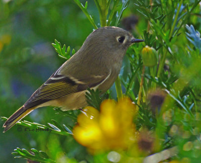 Ruby-crowned Kinglet