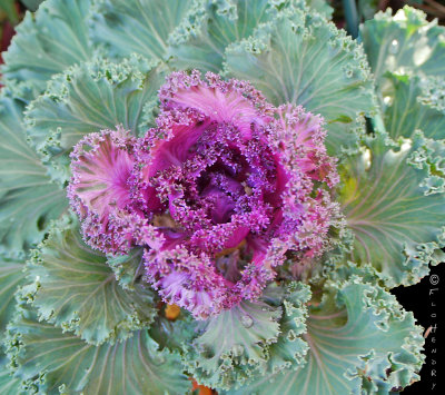 Ornamental Cabbage 
