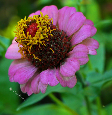 Pinky Lavender Barbs garden full bloom