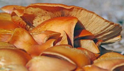 Mushrooms (Fungi)