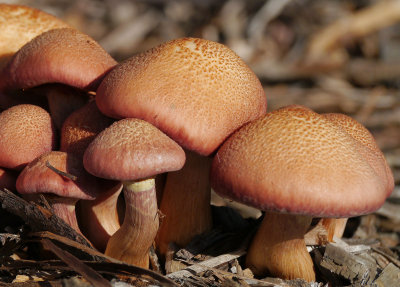 Mushrooms  at Their Level