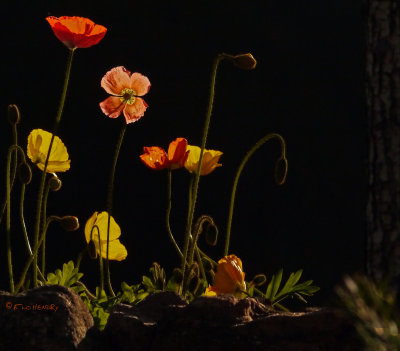 Rossmoor Flowers - Mexican Poppies