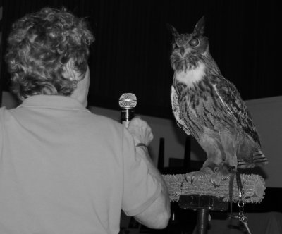 Encouraging Great Horned Owl to vocalize.