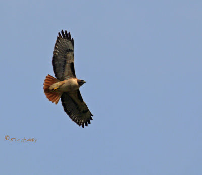 Red-tailed Hawk