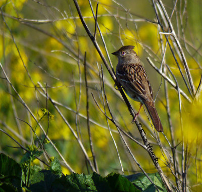 Rufous-crowned Sparrow