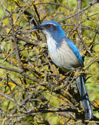 Scrub Jay