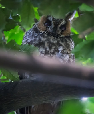 Long-eared Owl