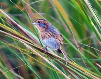 Nelson's Sparrow