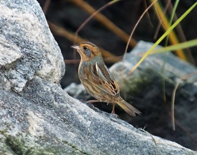 Nelson's Sparrow