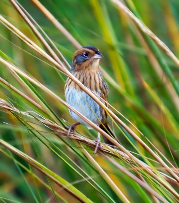 Nelson's Sparrow