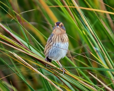 Nelson's Sparrow